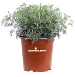 pianta di Artemisia Camphorata pianta da esterno pianta da giardino pianta ornamentale di Artemisia Camphorata pianta profumata pianta vera venduta da eGarden.store