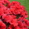 Saterkali Semillas de Petunia, 100 Unids/bolsa Semillas de Petunia Colgantes Decorativos Bonsai Mesa Anual Semillas de Plantas de Paisaje para Parterre Rojo