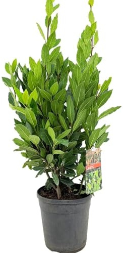 Echter Gewürzlorbeer - Laurus nobilis | Aromatisch, Pflegeleicht & Winterhart | Ideale Kräuterpflanze für Garten & Küche LK-Gartenwelt