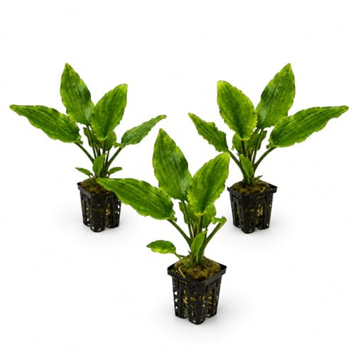 AquaBreedingSkill Set aus 3 Stück Aquarium Pflanzen Echt Set – Anubias, Microsorum – Lebende Wasserpflanzen – Pflegeleicht ideal für Fische & Garnelen – mit Pflanzenpass (Lagenandra 3 pcs)