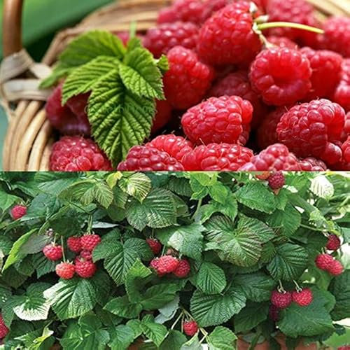 6 x Raspberry Autumn Bliss Bare Root Cane - Grow Your Own Raspberries - Bare Root Raspberry Runner - Fruit Plant (Regular Packaging)