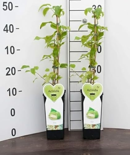 2 Piante di Actinidia Arguta Issai Mini Kiwi Autofertile
