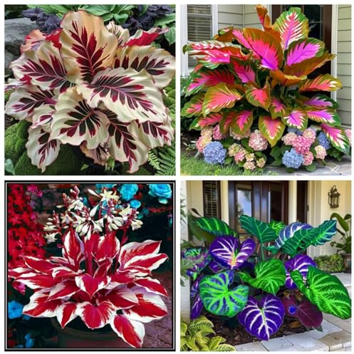 Landschaftsgestaltung, Ideale Garten, Beharrliche VitalitäT, Schnell-Wachsend, Stark duftende, Seltene, Gartendekoration, 10Hosta -B