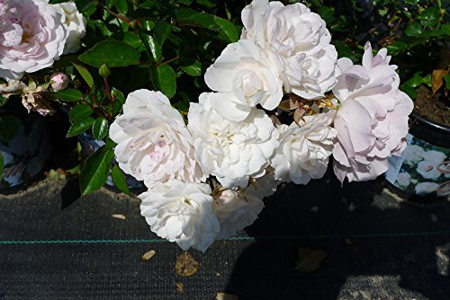 30x Bodendeckerrose Sea Foam reichblühende weisse Blütenpracht kräftige Bodendecker Rose Rosen (30)