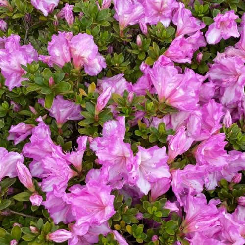semillas de rododendro, extraño azalea Decoraciones de jardín exteriores orgánicas exterior tapizantes en parterre elevado 5pcs