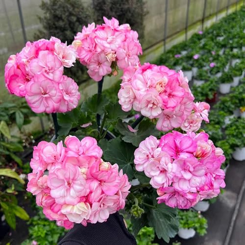 semi giardino gerani perenne estate selvatici perenni resistenti per pieno sole ufficio tagliati reali interni esotici 30pcs