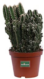 Pianta di Cereus Florida Cactus di Cereus Florida pianta grassa pianta da esterno pianta di Cereus ornamentale pianta vera venduta da eGarden.store (Vaso 10 cm)