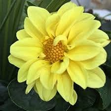 Genipap 90 piezas de semillas de dalia amarillas