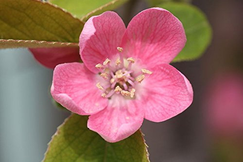 Cinese Quince, Chaenomeles Sinensis, fragrante! 10 Semi