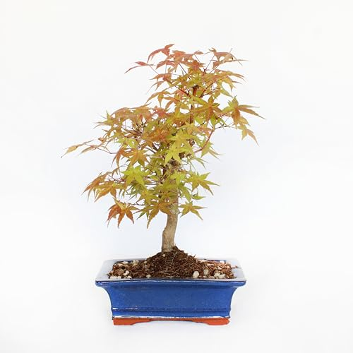 KENTIS - Bonsai Acero Palmato Deshojo - Acer Palmatum - Piante Vere da Esterno - Vaso in Ceramica - H 30-35 cm Vaso Ø 19 cm