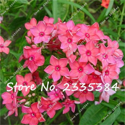 100 Pcs/Bag Phlox Plants, Phlox Seeds Phlox Flowers Bonsai Flower Seeds Ground Cover Potted Seeds Diy Home Garden Plants: Only Seeds