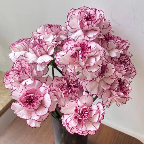 semi di garofano, giardino roccioso resistenti per del decorazione 600pcs