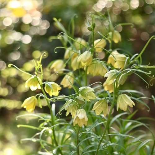 fritillaria corona imperial resistenti decorazione di balconi Bulbi di perenni, resistenti al freddo corona imperial balcone bonsai 13 pezzi