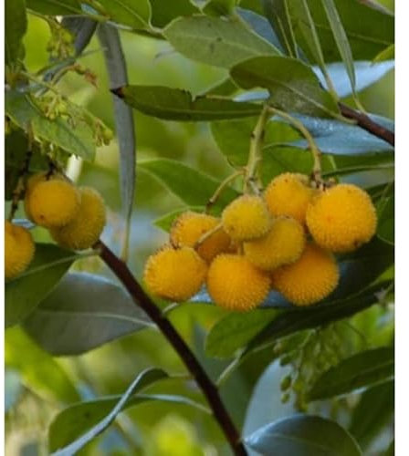 Verdecora Madroño en maceta de 3L | Arbutus unedo | Árbol Frutal y Ornamental | Ideal para Jardines, Terrazas y Decoración Exterior