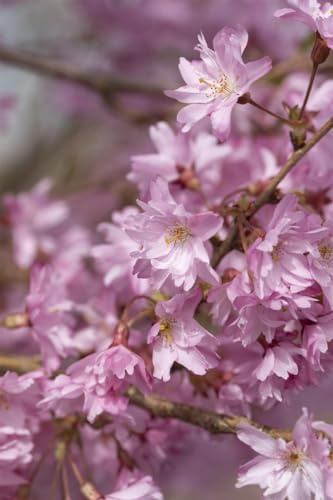 Winterkirsche Prunus subhirtella Autumnalis 100-150 cm winterhart | Herbst- und Frühjahrsblüte, zarte rosa Blüten, sonniger bis halbschattiger Standort, ideal als Zierbaum, bienenfreundlich