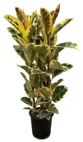 Ficus Elastica 'Tineke' – Gummibaum – Zimmerpflanze – Ø28cm – Höhe ca. 160cm – Großblättrige, pflegeleichte Pflanze – Für helle Innenräume & Büros