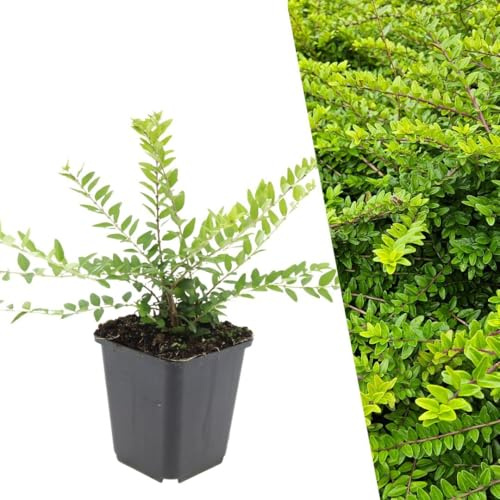 Plants by Frank Lonicera Nitida Maigrün, 24x Heckenkirsche Pflanzen, Ø 9 cm | Heckenmyrthe Geißblatt Pflanzen, Bodendecker Winterhart Mehrjährig, Kleinstrauch, Gartenpflanzen, Topf 9 cm, Höhe: 15 cm