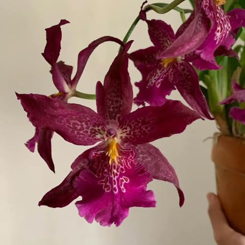Semi di orchidea Oncidium - per gli amanti del giardino organico resistenti copertura del terreno raro da balcone arredamento soggiorno vecchie varietà da 150pcs