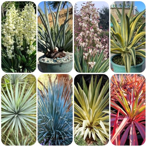 semillas resistentes de yuca, variedades antiguas exóticas arbustos para el jardín raras de silvestres otoño resistentes Decoración jardín para 100pcs