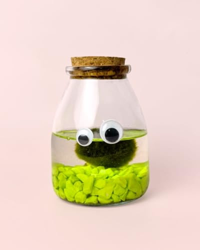 PUR PLANT Terrario Marimo Monstruo | Marimo Japonés Natural con Ojos Decorativos | Terrario Divertido y Original | 9 × 25 cm