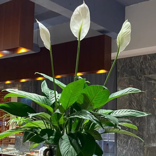 Spatifillo - rampicanti giglio pace d'appartamento decorazioni da giardino per esterni varietà tradizionali da interno in vaso per arredamento ufficio letto 150semi