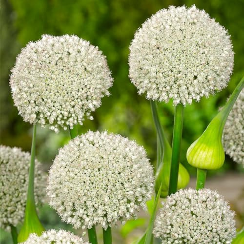 Votaniki Ping Pong Allium Bulbs - Dense Flowerheads in White, Versatile and Perennial | Wild Leek 'Ping Pong' Allium - Easy to Grow (12 Pack)