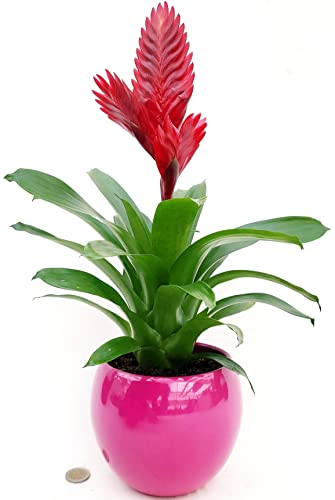 POWERS TO FLOWERS - VRIESEA ROSSA IN VASO CERAMICA SFERICO FUCSIA, VASO 13 CM DIAMETRO, pianta vera