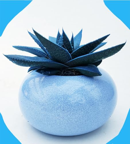 POWERS TO FLOWERS - HAWORTIA COLOR LIFE BLU PRINCESS, ÌN VASO CERAMICA SFERICO AZZURRO, ECHEVERIA, CACTUS, Pianta vere