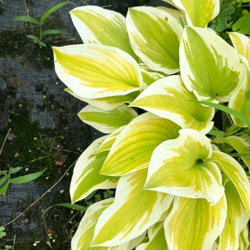 funkien indoor garten mehrjährige blumensamen biosaatgut sommerblumen topfpflanzen draußen winterhart grünpflanzen balkonpflanzen pflanztopf topfpflanzen echt kräuterbeet indoor 20samen