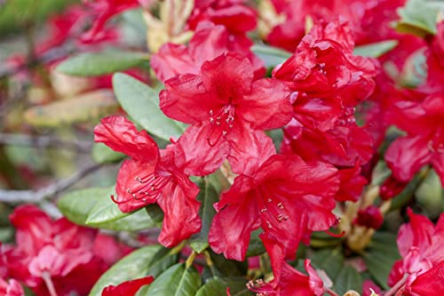 Rhododendron yakushimanum 'Bohlkens Roter Stern' 25–30 cm – Winterhart, Immergrün, Mehrjährig – Rhododendron – Blütenstrauch für Garten & Kübel