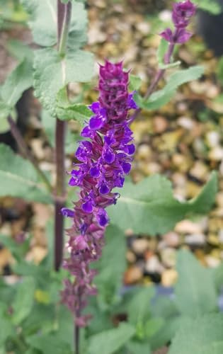 Salvia nemorosa 'Caradonna' / Sauge des bois/Conteneur de 3 à 4 litres/Vivace