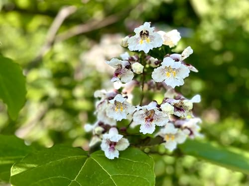 Samen, Saatgut, Trompetenbaum (Catalpa), diverse - teils seltene - Arten, 50 Stk.