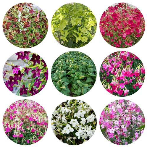 semi di tabacco resistenti in vaso giardino biologici balcone perenni Decorazione 120pcs