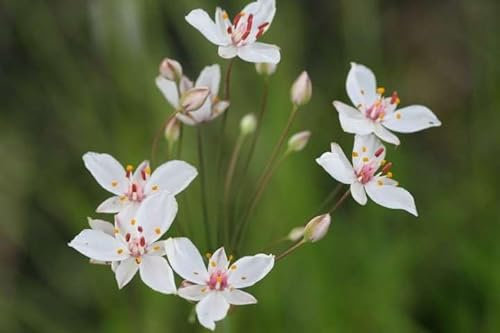 Lincolnshire Pond Plants Ltd - Marginal Aquatic Pond Plant - (Butomus Umbellatus 'Schneeweibchen') - 9cm