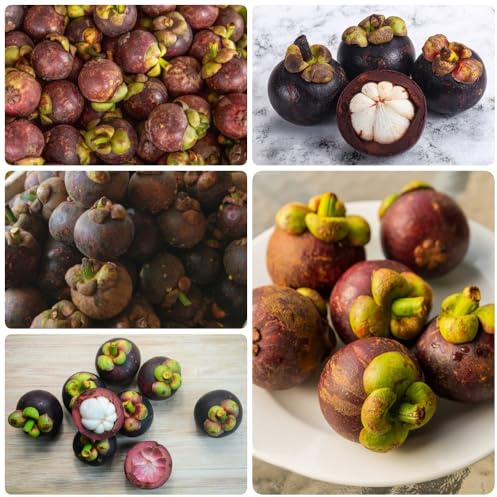 Semi di mangostano, esotiche di mangostano Garcinia mangostana - Gli da frutto nani sono resistenti rustiche per balconi acquistare 150pcs