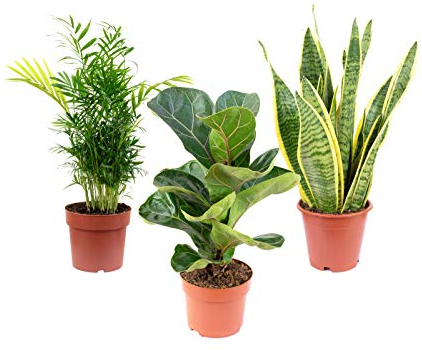 3er-Set pflegeleichte Zimmerpflanzen Premium - pflegeleichte Zimmerpflanze, Bergpalme, Geigenfeige, Bogenhanf - Höhe ca. 40 cm, Topf-Ø 12 cm