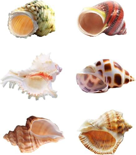 Coquillages d'ermite, 6pcs Hermit Shells Fish Tank Conch Ornaments, Hermit Crab Shells pour décoration d'aquarium