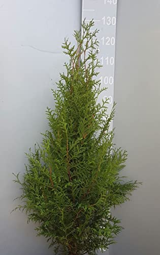 5 x Thuja Brabant 80–120 cm im Topf | Immergrüne Heckenpflanze schnellwachsend | Sichtschutz Lebensbaum winterhart | sofort pflanzbar