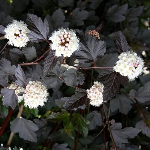 Fasanenspiere 'Red Baron' - Physocarpus opulifolius 'Red Baron' - 30-40 cm Topf - Zierstrauch mit roten Blättern