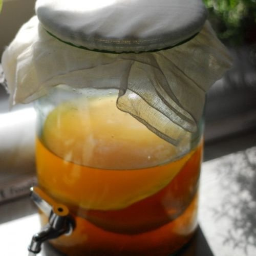Groß (5 Liter) Zertifiziert Bio von OF&G Kombucha Scoby/Mushroom von Kombuchaorganic® - Start-Set für Ihr Eigenes Getränk