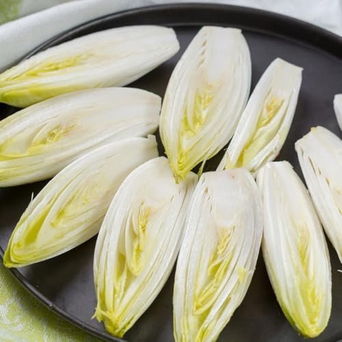 Semi di cicoria perenni, resistenti per il giardino di radicchio resistenti all'inverno, da giardino Balcone invernali 150pcs