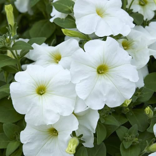 Carbeth Plants Petunia White Summer Bedding Plants 1 x 6 Pack - Easy to Grow Pollinator Friendly Shrubs - Outdoor Garden Flowers Ready to Plant - Perfect for Hanging Baskets, Pots & Borders