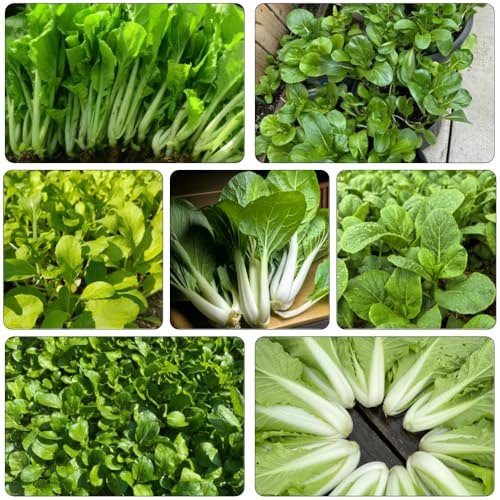 Semillas de pak choi, col con mostaza china de interior balcón invernadero interior jardín rocas resistentes Camas elevadas el jardín 300pcs