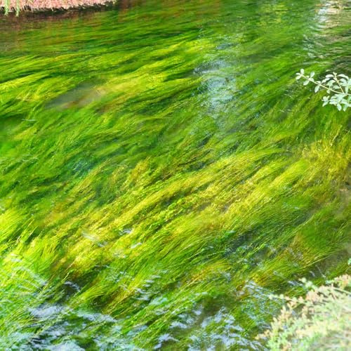 wassersamen teich - aquarium topfpflanzen draußen balkonpflanzen 1500pcs