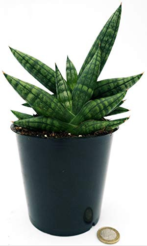 POWERS TO FLOWERS - SANSEVERIA STAR SAMURAI, VASO 14CM, pianta vera