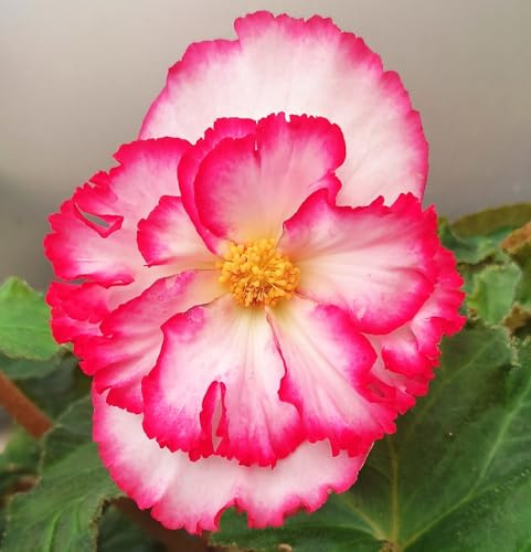 Begonienzwiebeln : Begonia - Begonie  Picotee Crispa White/Red  1 Blumenzwiebel/Knolle Riesenblütem