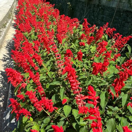 semillas de salvia de fuego, para lugares soleados Salvia esplendorosa, de siembra de otoño para exterior 200pcs