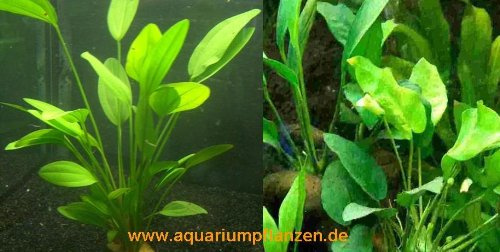 Mühlan Topartikel- 1 Topf Echinodorus + Topf Anubia, Wasserpflanzen