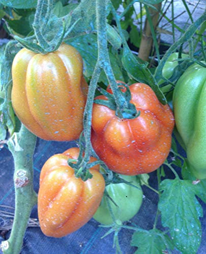 SEMI POMODORO CUORE DI BUE VAR. ALBENGA