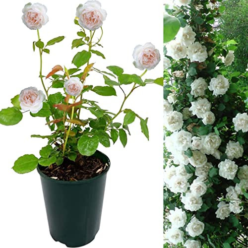 Rose Bush Madame Alfred Carriere - Floribunda White Rose Bush for The Garden in a 3Litre Pot (1)